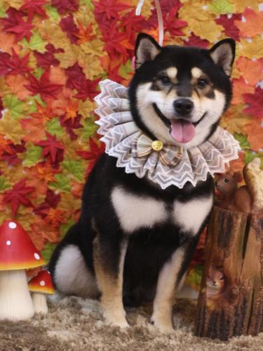 20241117ココくん